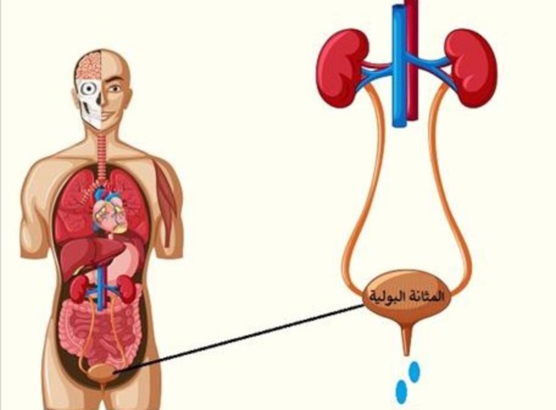 المسالك-البولية-22.jpg